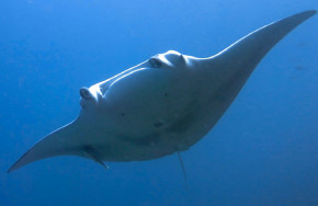 Diving Center Werner Lau Hondaafushi