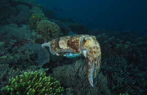 Twin Island Divers