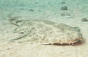 Dive College Lanzarote